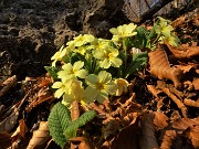 Cima Cornetti (1550 m) ad anello da Cornalba (Sentiero Partigiano)-24mar22-FOTOGALLERY